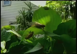 Cicada Music (NBC4)